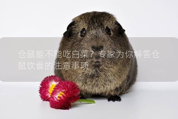 仓鼠能不能吃白菜？专家为你解答仓鼠饮食的注意事项