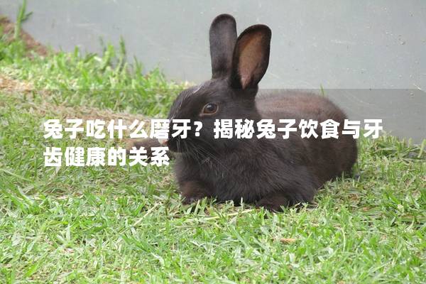 兔子吃什么磨牙？揭秘兔子饮食与牙齿健康的关系