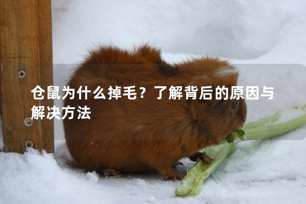 仓鼠为什么掉毛？了解背后的原因与解决方法