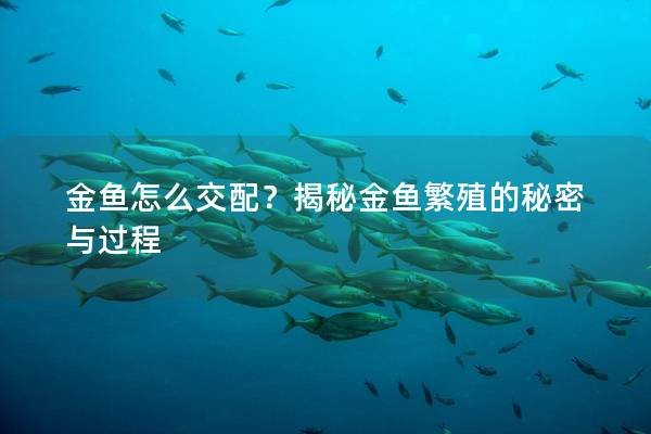 金鱼怎么交配？揭秘金鱼繁殖的秘密与过程