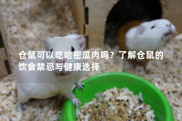 仓鼠可以吃哈密瓜肉吗？了解仓鼠的饮食禁忌与健康选择