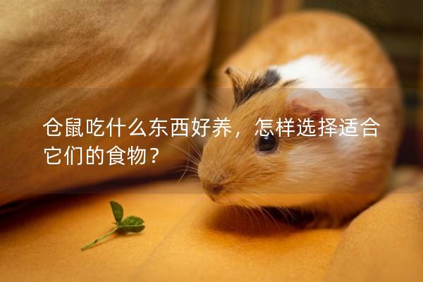 仓鼠吃什么东西好养，怎样选择适合它们的食物？