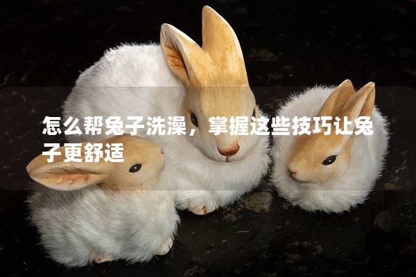 怎么帮兔子洗澡，掌握这些技巧让兔子更舒适