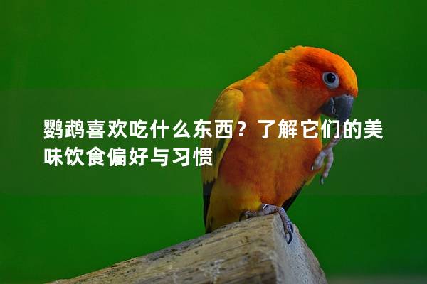 鹦鹉喜欢吃什么东西？了解它们的美味饮食偏好与习惯