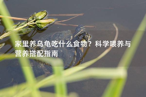 家里养乌龟吃什么食物？科学喂养与营养搭配指南