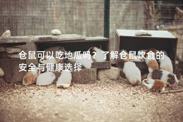 仓鼠可以吃地瓜吗？了解仓鼠饮食的安全与健康选择