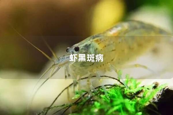 虾黑斑病