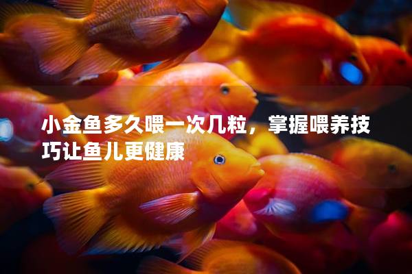 小金鱼多久喂一次几粒，掌握喂养技巧让鱼儿更健康