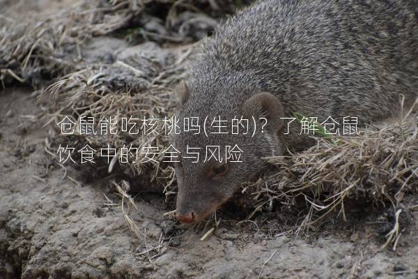 仓鼠能吃核桃吗(生的)？了解仓鼠饮食中的安全与风险