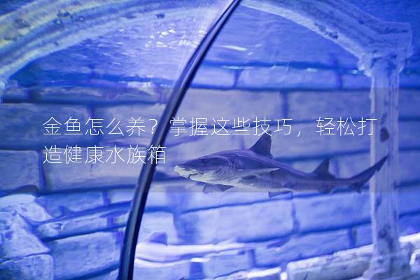金鱼怎么养？掌握这些技巧，轻松打造健康水族箱