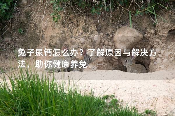 兔子尿钙怎么办？了解原因与解决方法，助你健康养兔