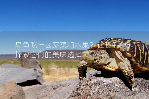 乌龟吃什么蔬菜和水果？让我们一起探索它们的美味选择