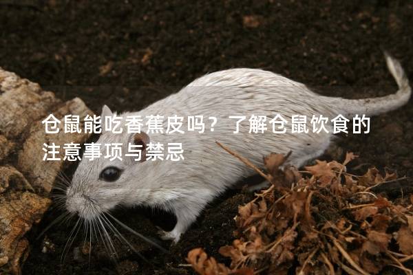 仓鼠能吃香蕉皮吗？了解仓鼠饮食的注意事项与禁忌