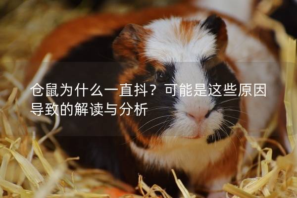 仓鼠为什么一直抖？可能是这些原因导致的解读与分析