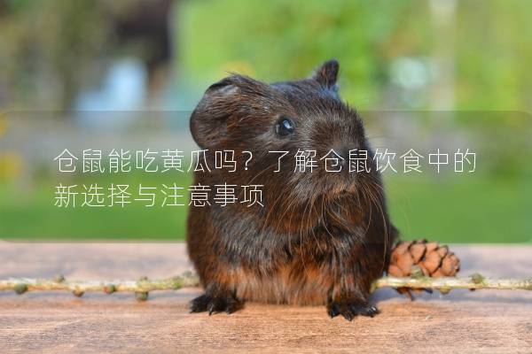 仓鼠能吃黄瓜吗？了解仓鼠饮食中的新选择与注意事项
