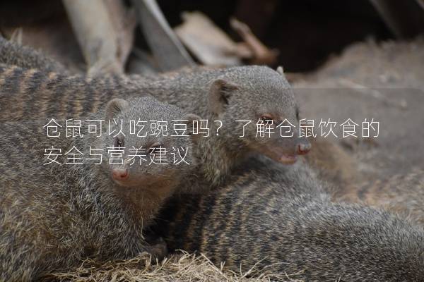 仓鼠可以吃豌豆吗？了解仓鼠饮食的安全与营养建议