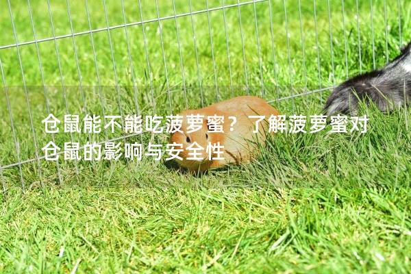 仓鼠能不能吃菠萝蜜？了解菠萝蜜对仓鼠的影响与安全性