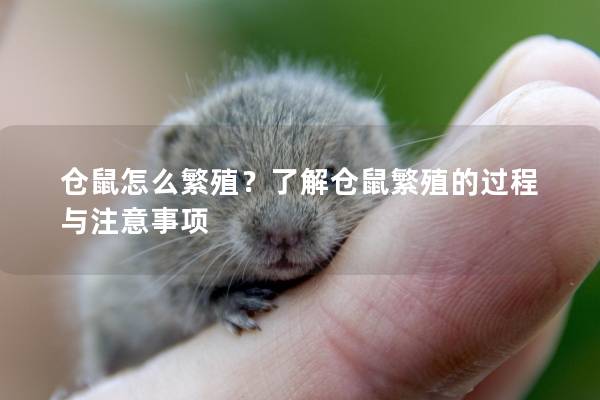 仓鼠怎么繁殖？了解仓鼠繁殖的过程与注意事项