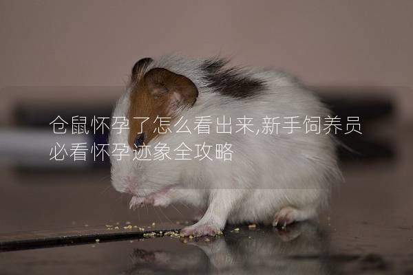 仓鼠怀孕了怎么看出来,新手饲养员必看怀孕迹象全攻略