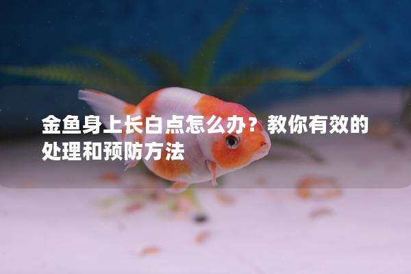 金鱼身上长白点怎么办？教你有效的处理和预防方法