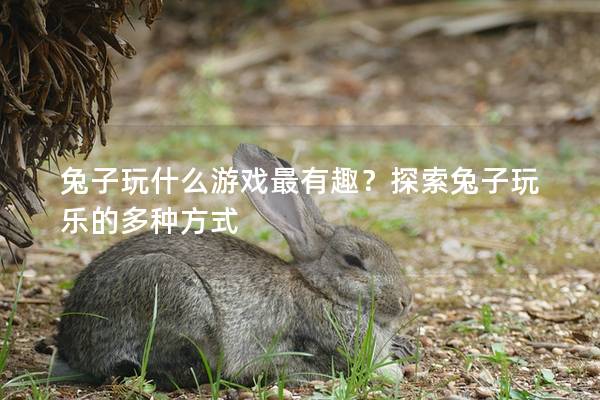 兔子玩什么游戏最有趣？探索兔子玩乐的多种方式