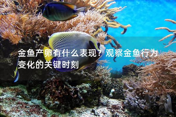 金鱼产卵有什么表现？观察金鱼行为变化的关键时刻