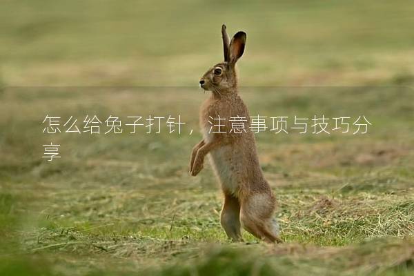怎么给兔子打针，注意事项与技巧分享