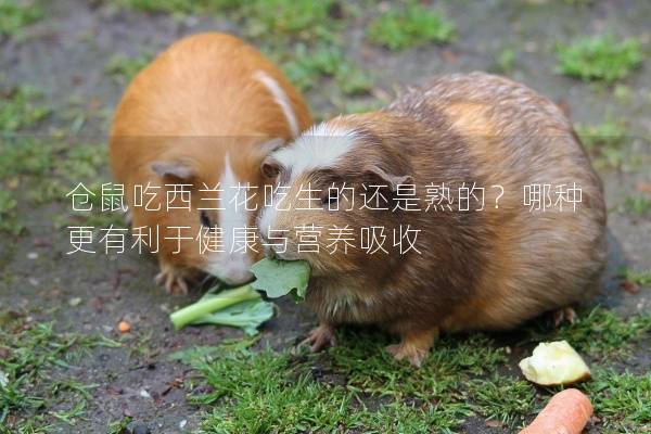 仓鼠吃西兰花吃生的还是熟的？哪种更有利于健康与营养吸收