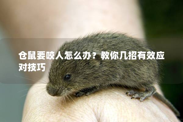 仓鼠要咬人怎么办？教你几招有效应对技巧