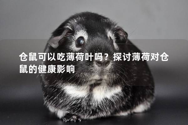 仓鼠可以吃薄荷叶吗？探讨薄荷对仓鼠的健康影响