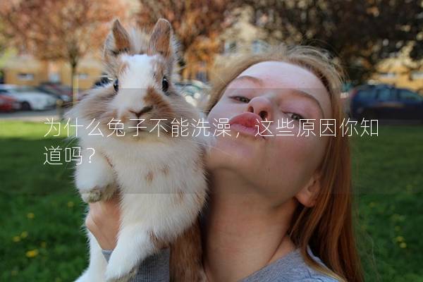为什么兔子不能洗澡，这些原因你知道吗？