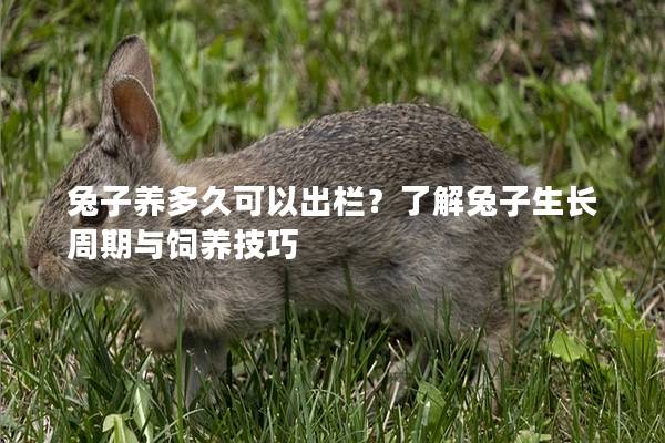 兔子养多久可以出栏？了解兔子生长周期与饲养技巧