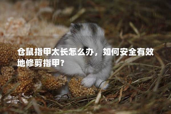 仓鼠指甲太长怎么办，如何安全有效地修剪指甲？