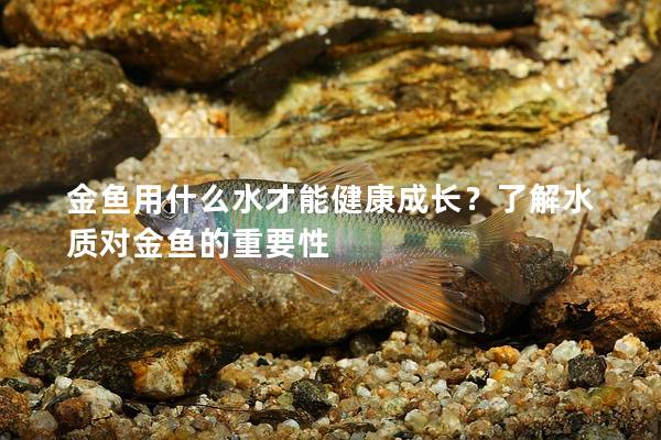金鱼用什么水才能健康成长？了解水质对金鱼的重要性