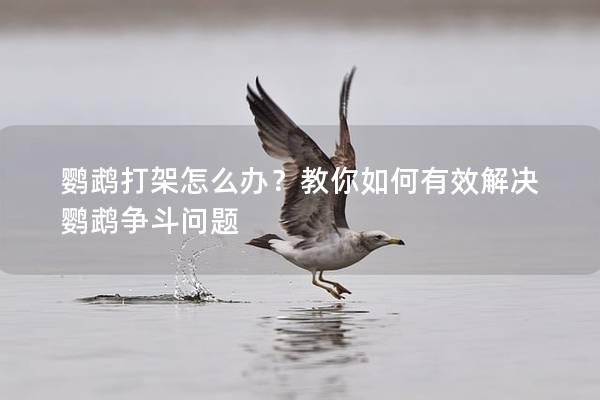 鹦鹉打架怎么办？教你如何有效解决鹦鹉争斗问题