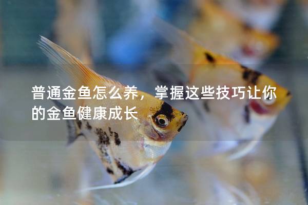 普通金鱼怎么养，掌握这些技巧让你的金鱼健康成长