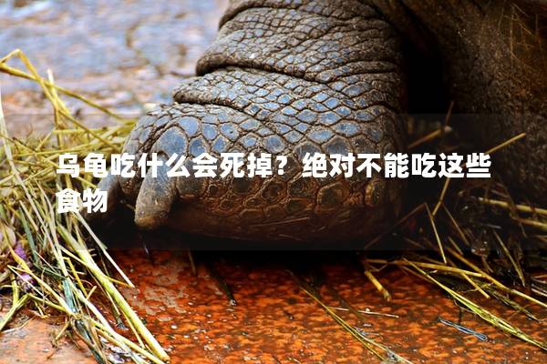 乌龟吃什么会死掉？绝对不能吃这些食物