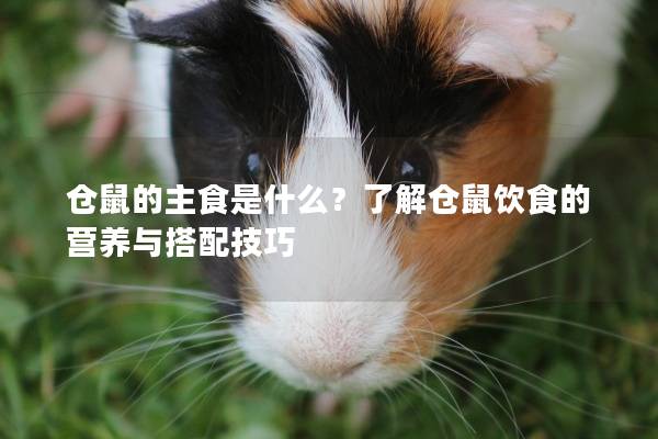 仓鼠的主食是什么？了解仓鼠饮食的营养与搭配技巧