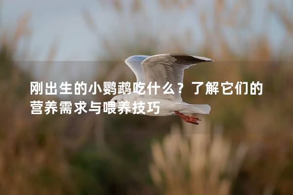 刚出生的小鹦鹉吃什么？了解它们的营养需求与喂养技巧