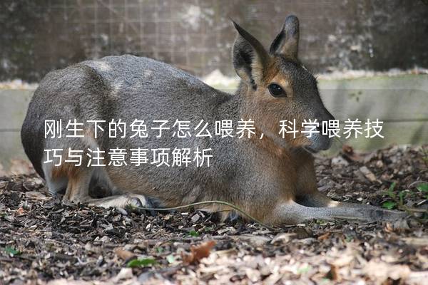 刚生下的兔子怎么喂养，科学喂养技巧与注意事项解析