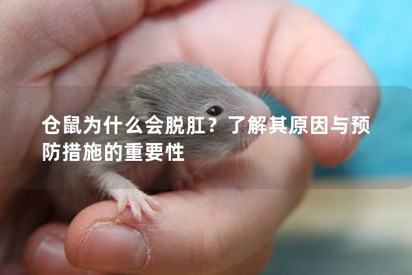 仓鼠为什么会脱肛？了解其原因与预防措施的重要性