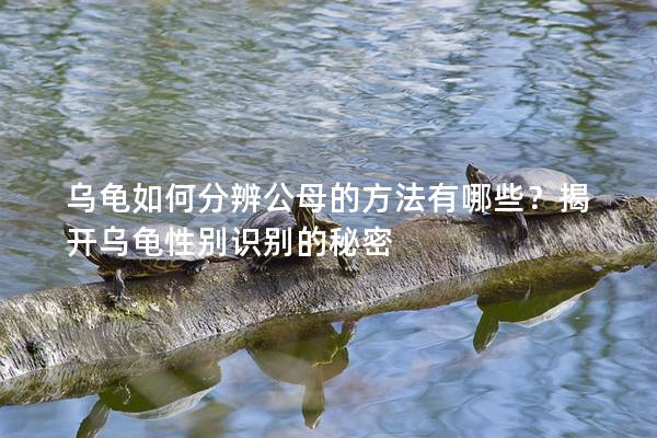 乌龟如何分辨公母的方法有哪些？揭开乌龟性别识别的秘密