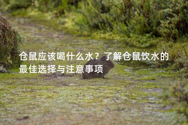 仓鼠应该喝什么水？了解仓鼠饮水的最佳选择与注意事项