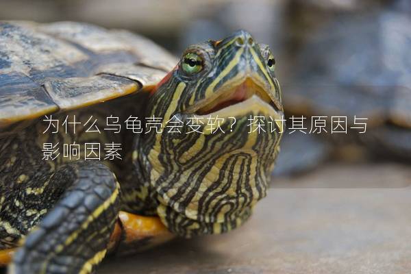 为什么乌龟壳会变软？探讨其原因与影响因素