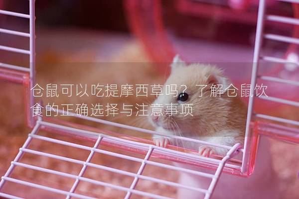 仓鼠可以吃提摩西草吗？了解仓鼠饮食的正确选择与注意事项