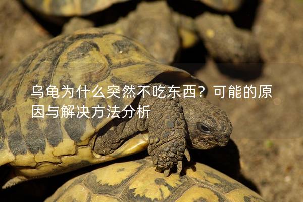乌龟为什么突然不吃东西？可能的原因与解决方法分析
