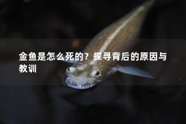 金鱼是怎么死的？探寻背后的原因与教训