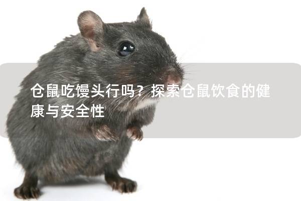 仓鼠吃馒头行吗？探索仓鼠饮食的健康与安全性