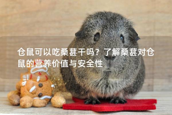 仓鼠可以吃桑葚干吗？了解桑葚对仓鼠的营养价值与安全性