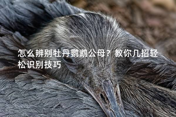 怎么辨别牡丹鹦鹉公母？教你几招轻松识别技巧